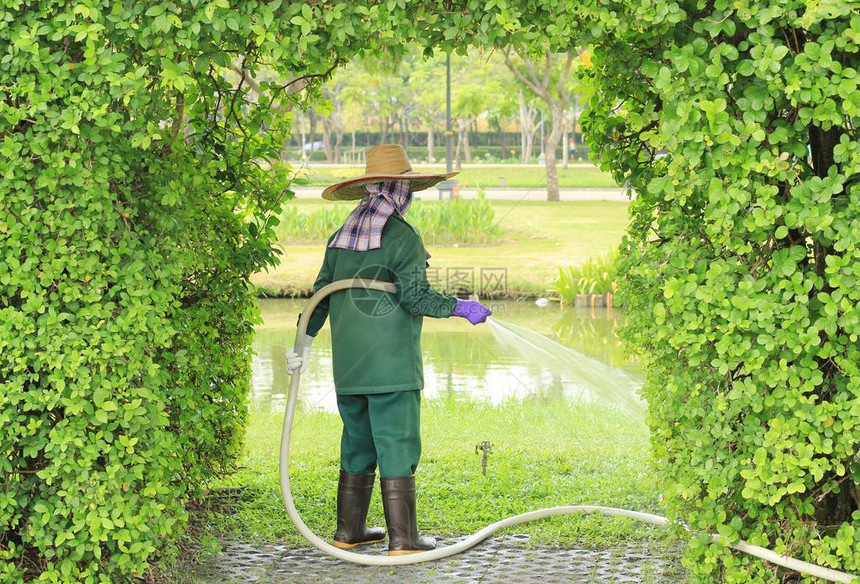 女园丁在花园里给植物浇水图片