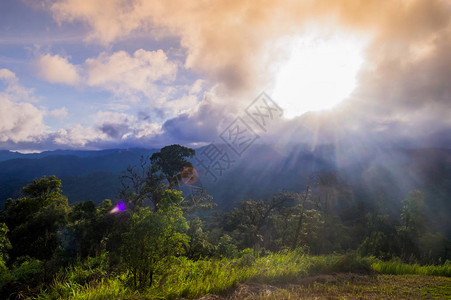 清晨的热带雨林图片