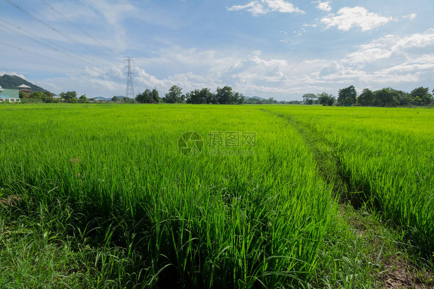 背景使用的绿色稻田与蓝天的图像图片
