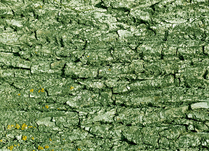 树皮纹理以绿色的调子抽象的背景和图片