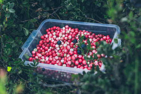 午餐盒里有连莓在树图片