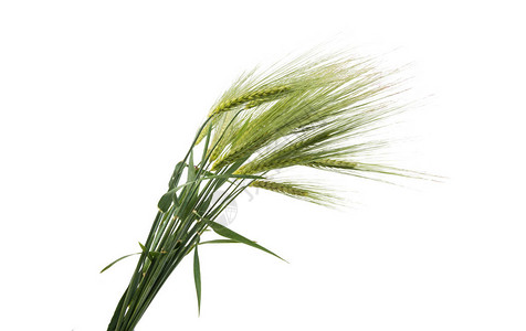 白色背景上的小麦绿色耳朵图片