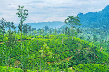 斯里兰卡中部省山区和山谷覆盖着普塞拉瓦当地茶叶种植园的绿化茶叶灌图片