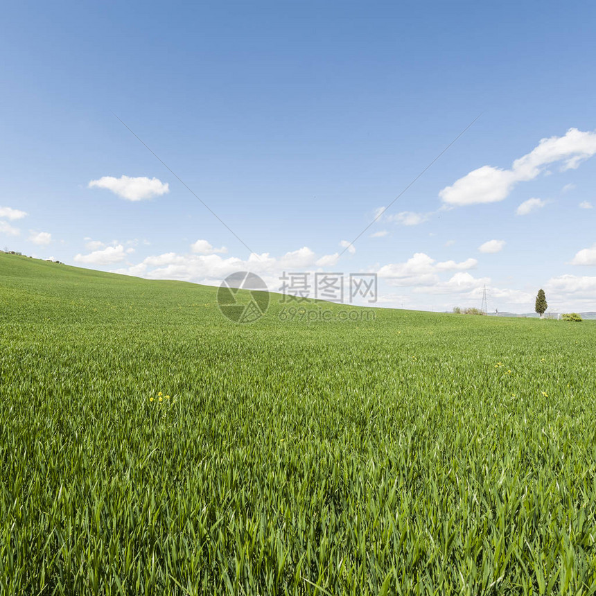 春初的意大利草原风景图片