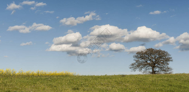 春初意大利有草原的地貌意大利的农业田间图片