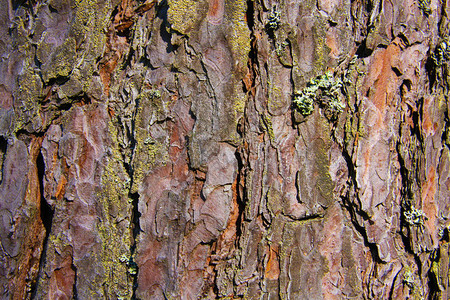 森林中棕色松树皮的质地图片