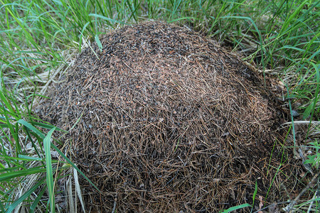 树林中高草地的蚂蚁群图片