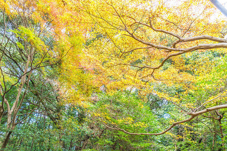 日本京都岚山盛开的红枫叶图片