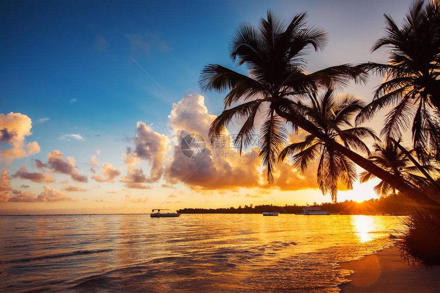 在热带海滩上蓬塔卡纳多米尼克的棕榈树的画法剪影图片
