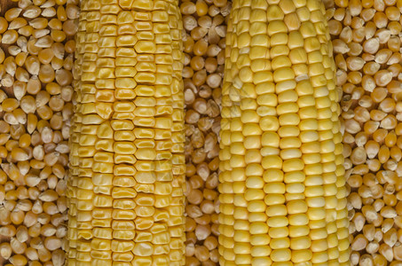 以玉米种子背景拍摄的新鲜和干燥图片