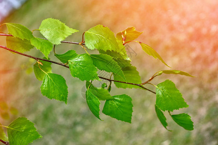 年轻的桦树绿叶的分支春天背景图片