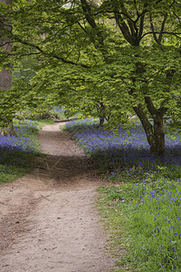 春天英国乡村Blubell森林的图片