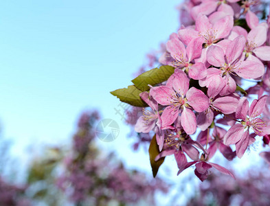 玉兰粉花树近枝户外图片