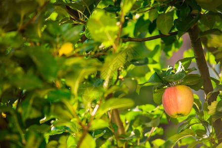 树枝上的苹果水果和叶子素食主义的历史图片