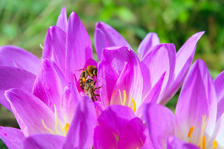 花朵中蜜蜂的粉红花朵秋叶椰子图片
