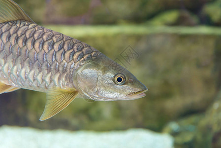大欧洲鲢鱼Squalius塞伐洛斯单在水中的鱼背景图片