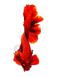 红色泰国斗鱼或暹罗斗鱼美丽的运动隔离在白色背景上用于智能手机背图片