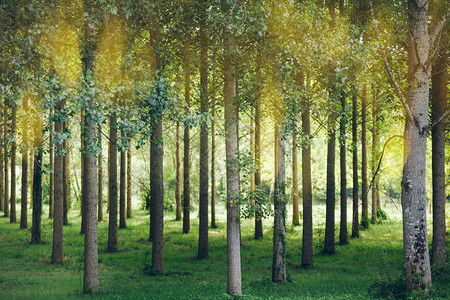 树林里连续种植的树木图片