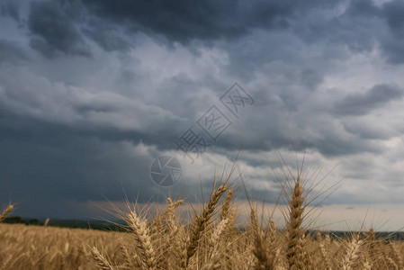 夏日风景与麦田和暴风雨云图片