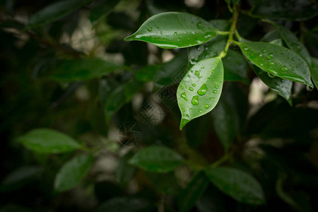 绿色叶子自然的雨滴抽象模图片