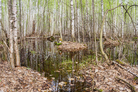 春天森林水中的树木图片