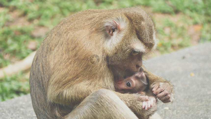 怀抱婴儿的猕猴图片
