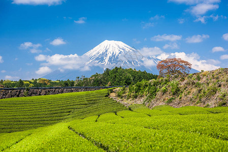 富士山日本的富士山和茶园图片