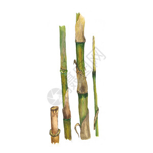白背景上分离的竹子四根茎水色植物图示贺卡个化卡片和各种装图片