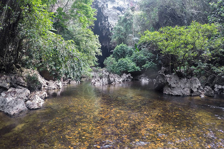 雨林中的小山区河流图片