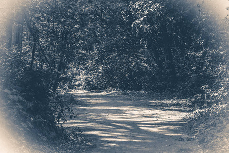 老旧照片森林公园让路树叶图片