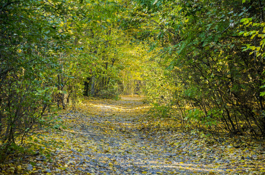 秋天明林中的道路被黄树叶覆盖图片