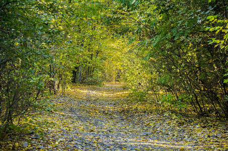 秋天明林中的道路被黄树叶覆盖图片
