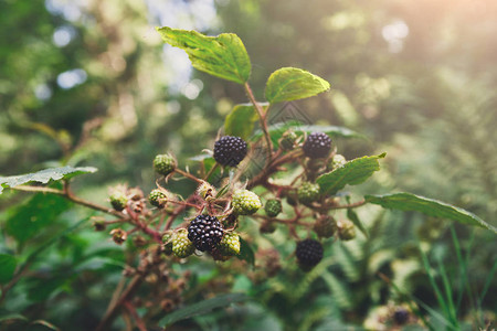 树枝上新鲜的野生黑莓有成熟水果图片