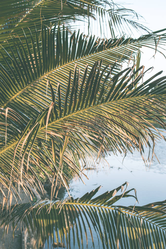 热带巴厘岛上的棕榈和河流图片