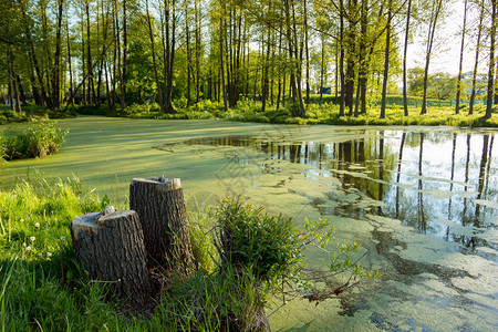 湖边长满浮萍岸边有树桩风景背景图片