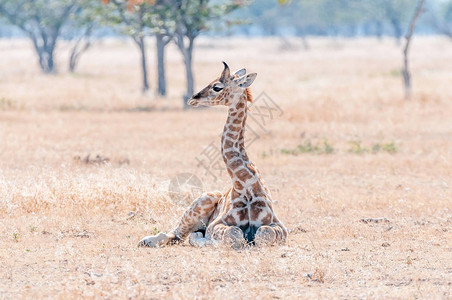 纳米比亚长颈鹿小牛图片