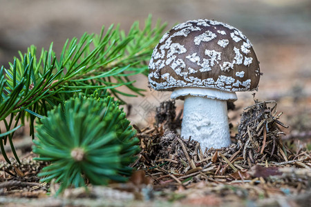 称为灰色斑点的可食用蘑菇Amanitaspiss图片
