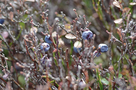 山冬季与蓝莓的对抗图片