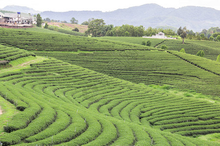 泰国ChaingRai省蓝色云天下的茶图片