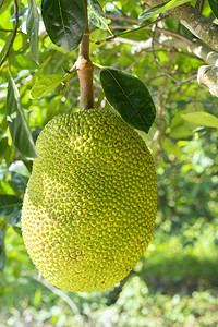 树上的果实上含成熟的黄水果图片