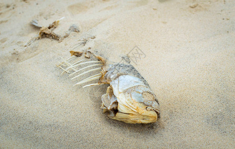 沙滩上的死鱼水污染问题图片