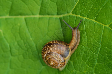 绿叶上美丽的棕色蜗牛图片