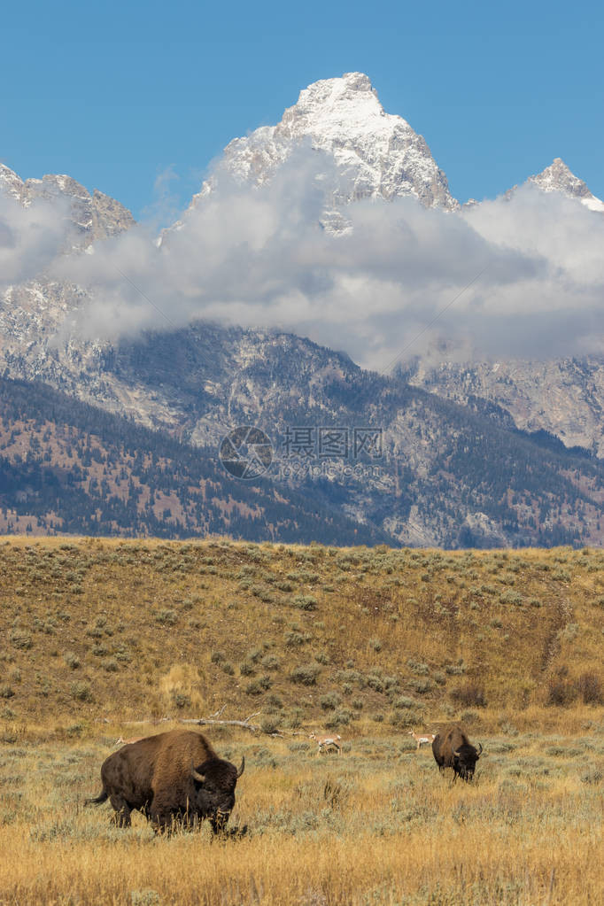 秋天提顿的野牛和叉角羚图片