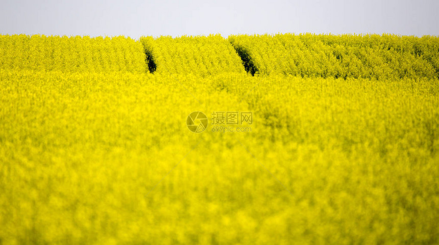 夏季作物Canola黄色的萨图片