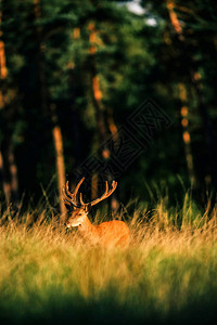 红鹿和角在高草地的鹿同角站在一起图片