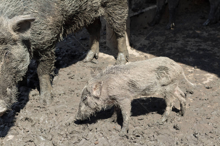 泥地上小野猪的欢乐时光图片