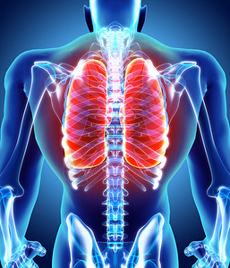 肺的3D插图人体有图片