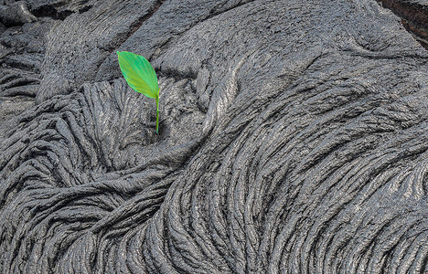 死地的再生植物熔岩田中的梅格玛夏威夷图片