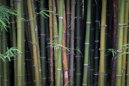 竹林中的竹枝图片