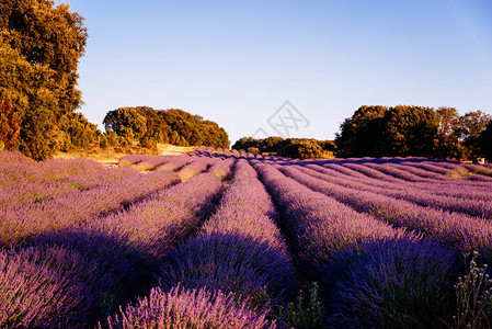 紫色草地的美丽形象图片